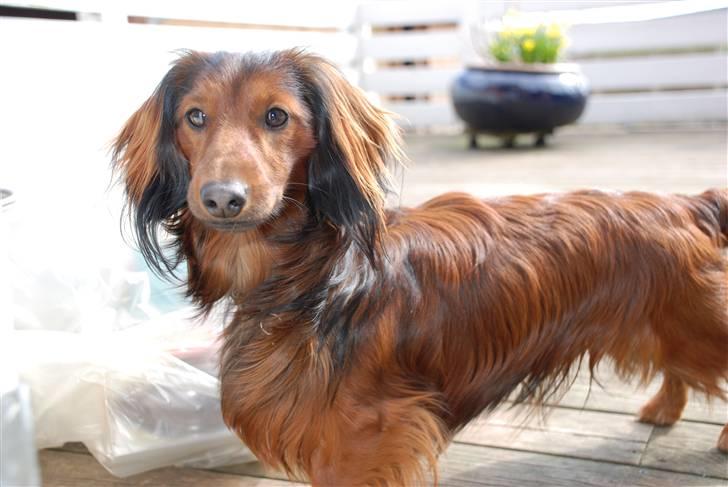 Dværggravhund Rollo billede 9