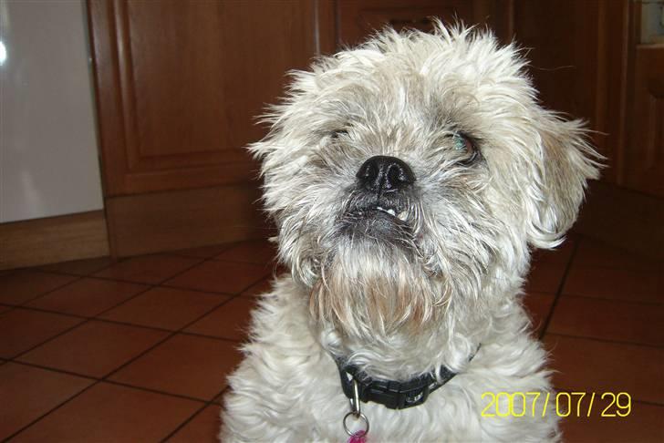 Blanding af racer Zitta billede 12