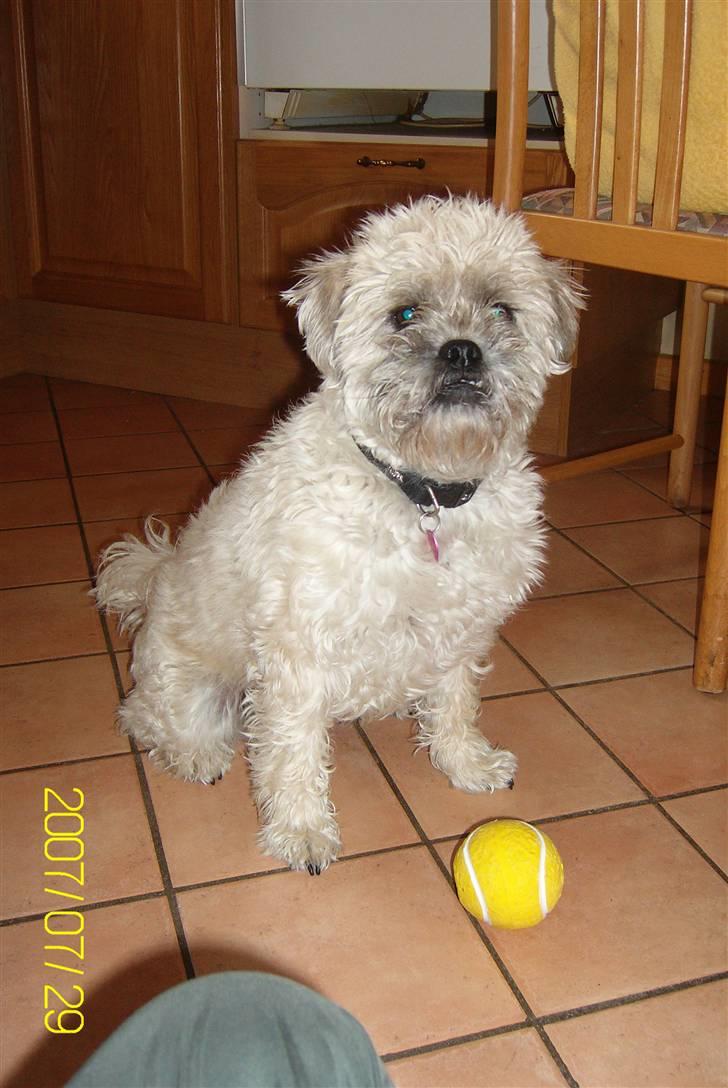 Blanding af racer Zitta billede 13