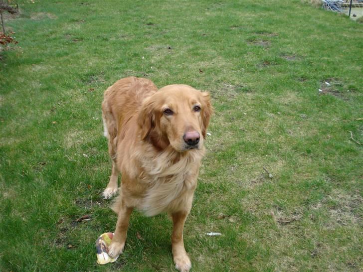 Hovawart Cindi billede 2