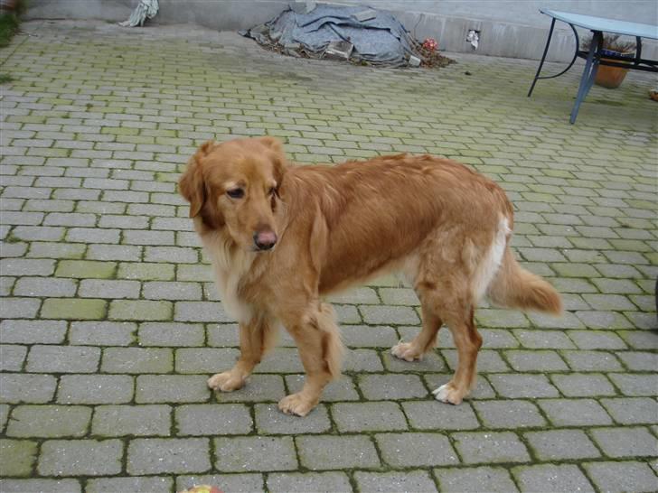 Hovawart Cindi billede 3