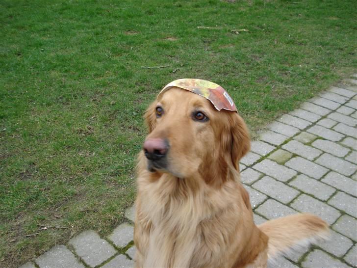 Hovawart Cindi billede 4