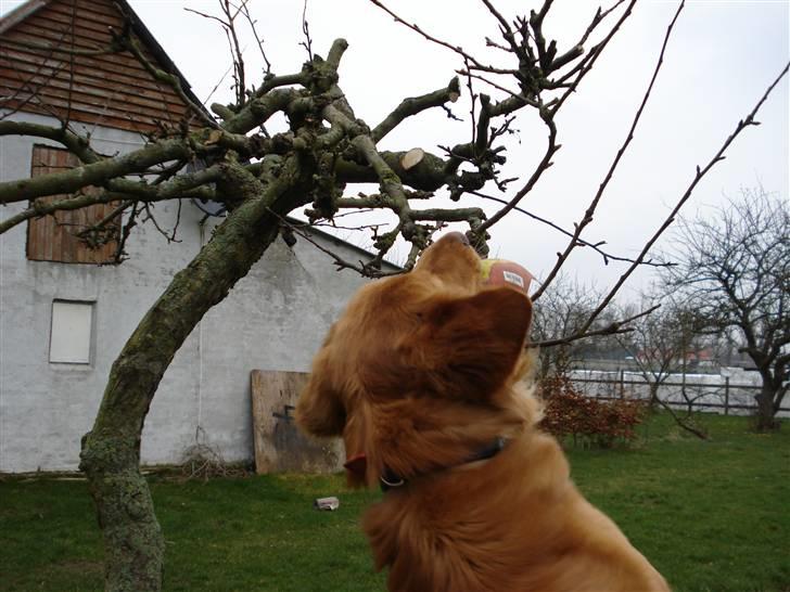 Hovawart Cindi billede 5