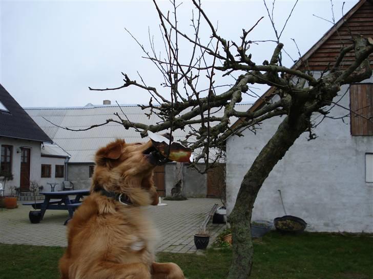 Hovawart Cindi billede 6