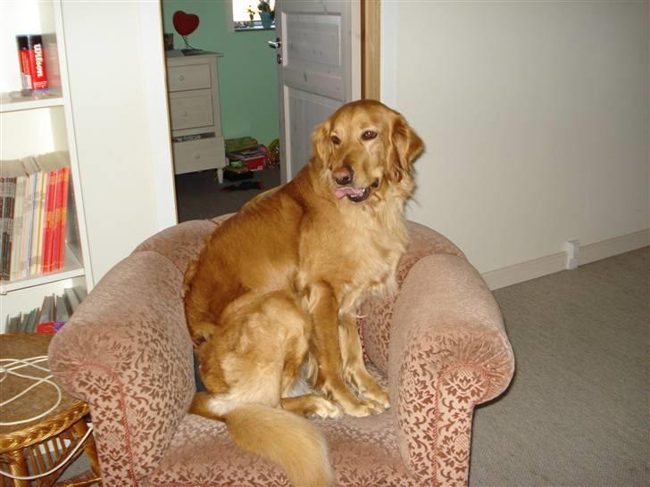 Hovawart Cindi billede 7