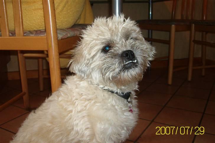 Blanding af racer Zitta billede 14