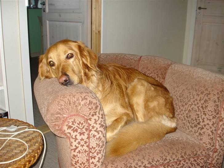 Hovawart Cindi billede 8