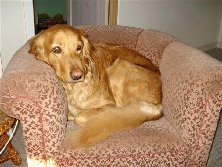 Hovawart Cindi billede 9