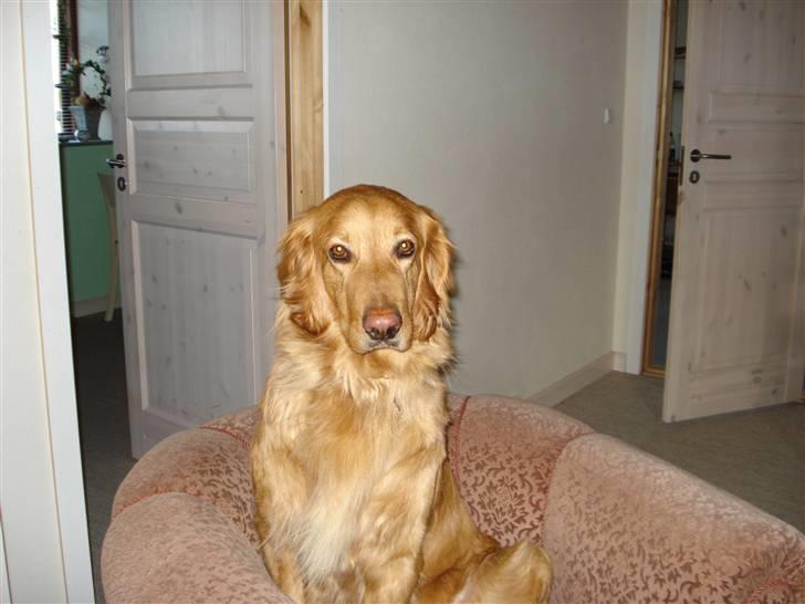 Hovawart Cindi billede 10