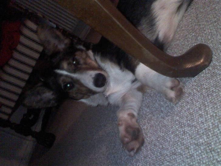 Welsh corgi cardigan mocca billede 1