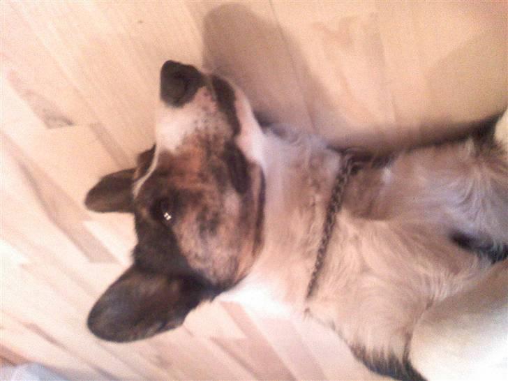 Welsh corgi cardigan mocca billede 2