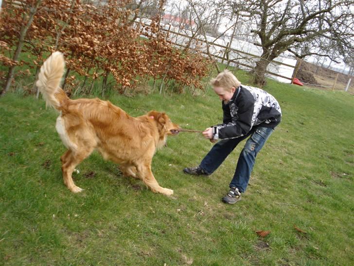 Hovawart Cindi billede 11