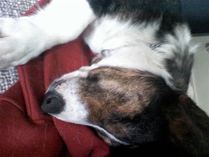 Welsh corgi cardigan mocca billede 3