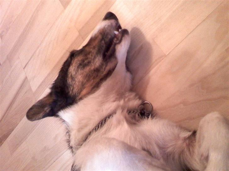 Welsh corgi cardigan mocca billede 4