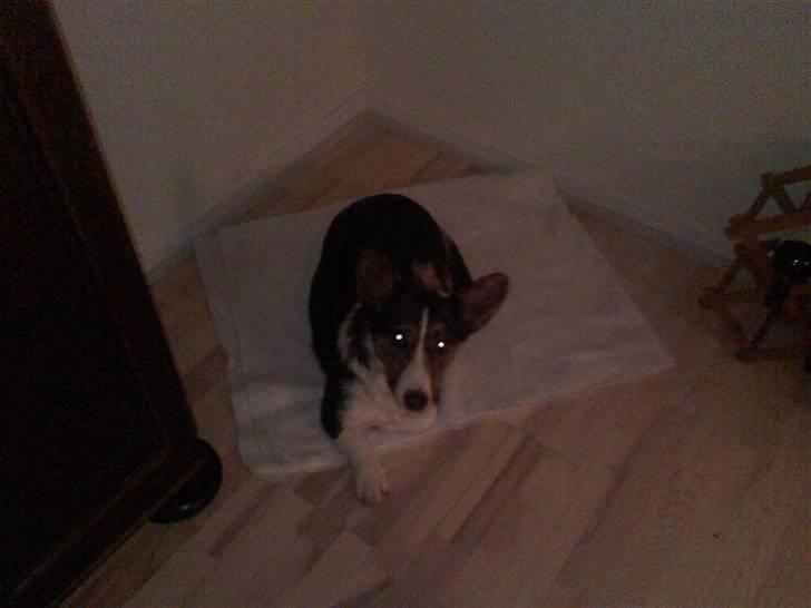 Welsh corgi cardigan mocca billede 5