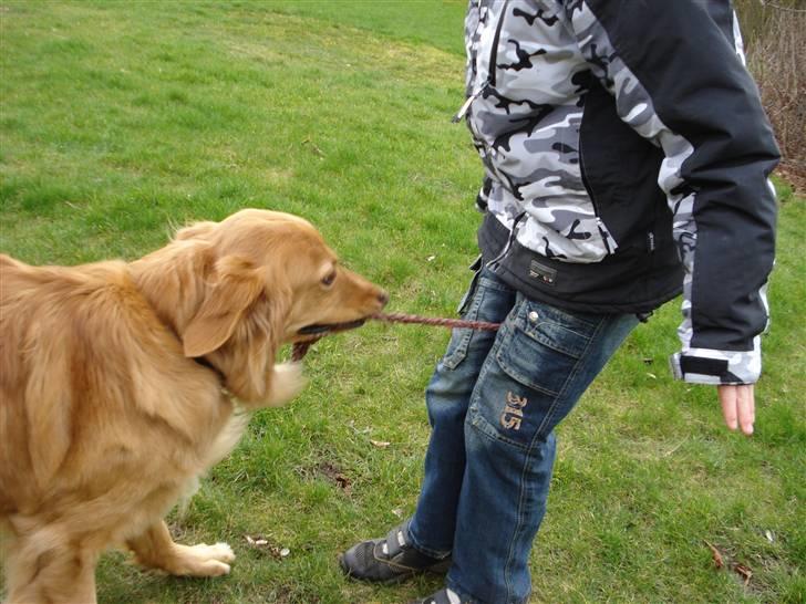 Hovawart Cindi billede 12