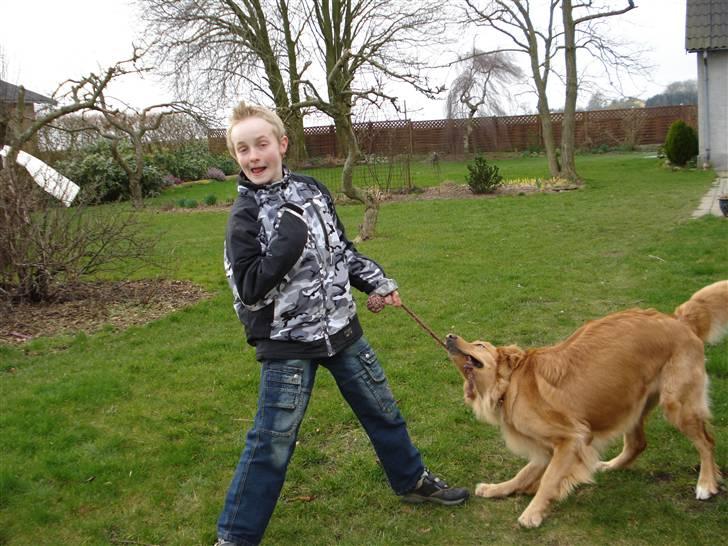 Hovawart Cindi billede 13