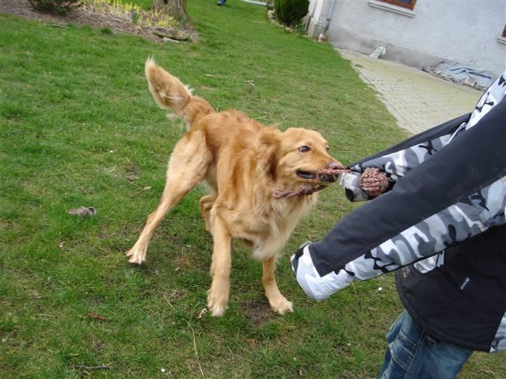 Hovawart Cindi billede 14