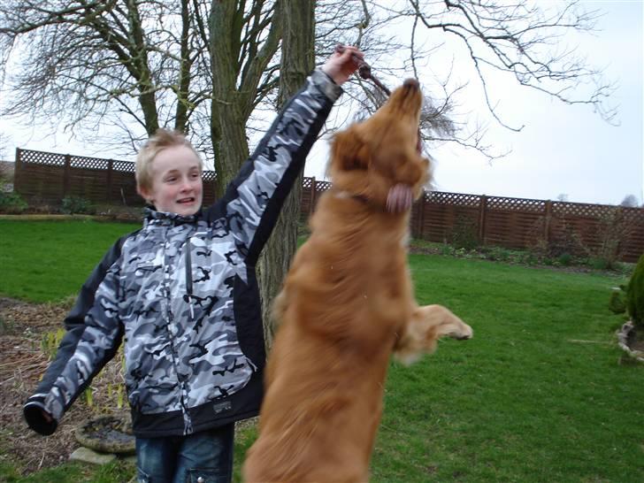 Hovawart Cindi billede 15