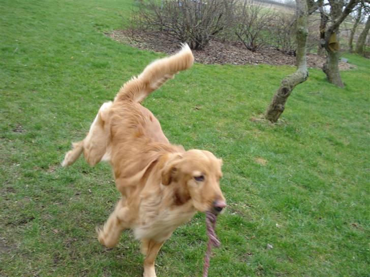 Hovawart Cindi billede 16