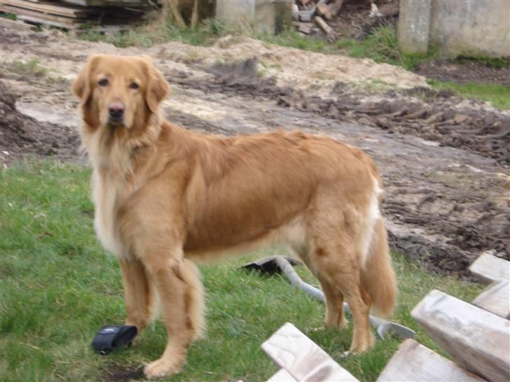 Hovawart Cindi billede 17