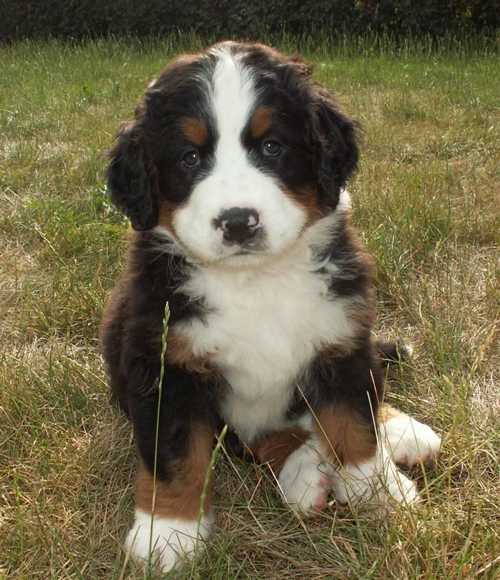 Berner sennenhund Frida R.I.P. billede 12