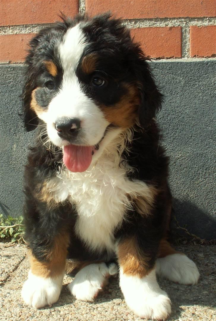Berner sennenhund Frida R.I.P. billede 13