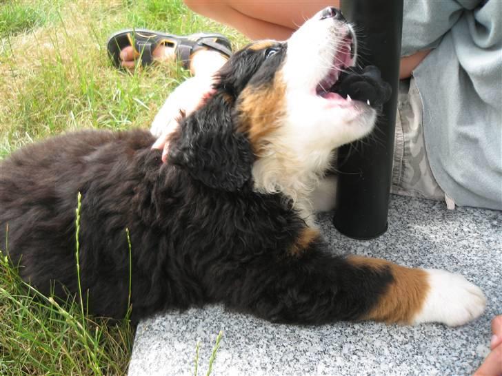 Berner sennenhund Frida R.I.P. billede 14