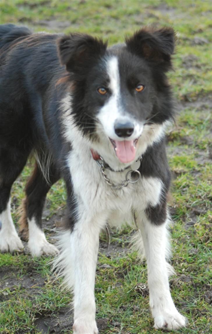 Border collie Maddy † RIP † billede 7