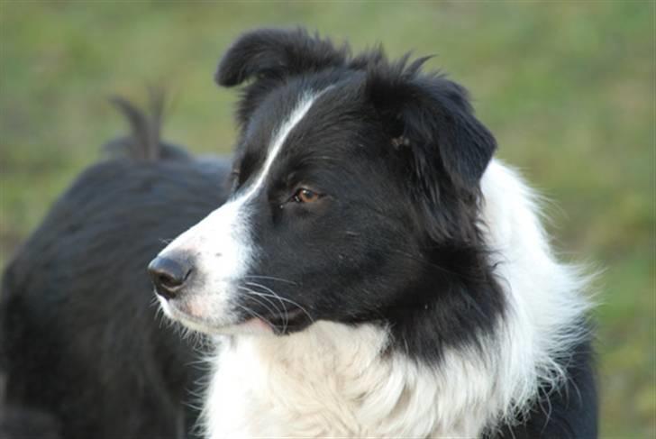 Border collie Mitzy billede 6