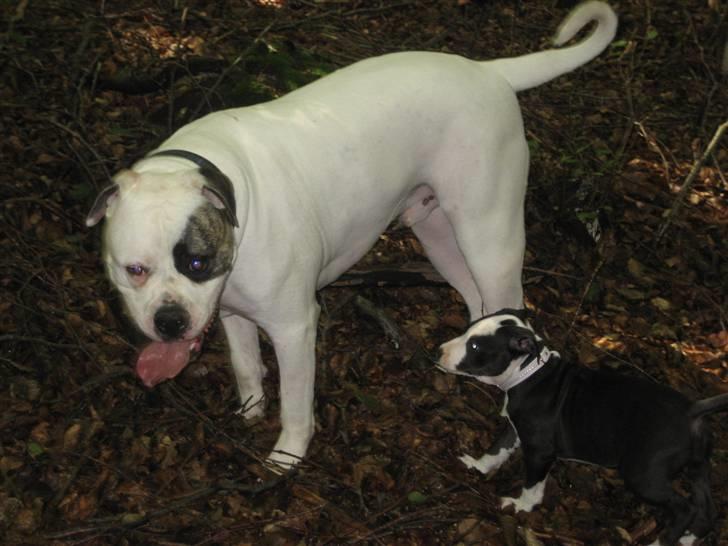 Amerikansk bulldog Cody - skovtur billede 15