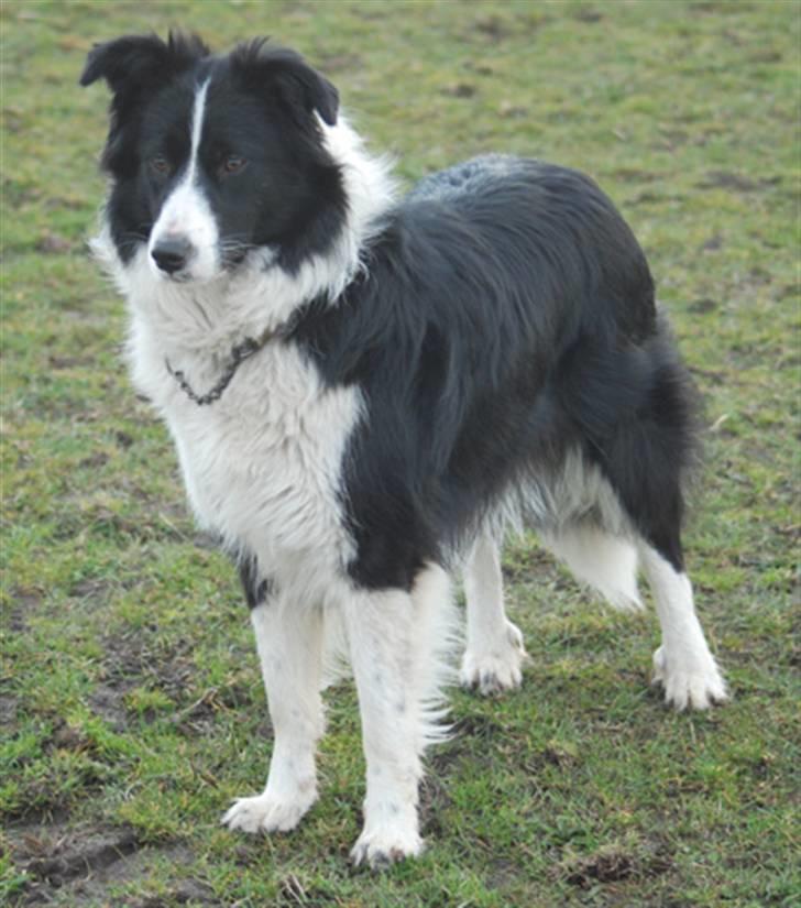 Border collie Mitzy billede 7