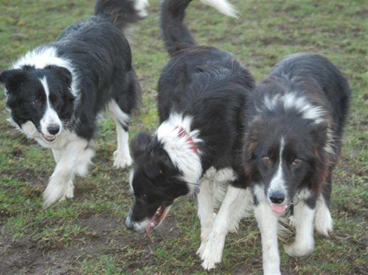Border collie Mitzy billede 8