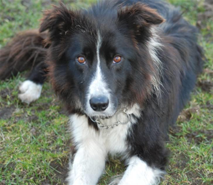Border collie Bobby (Buffas) billede 5