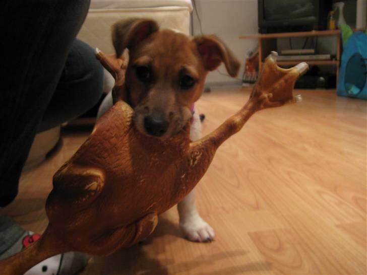 Jack russell terrier Chilli billede 12