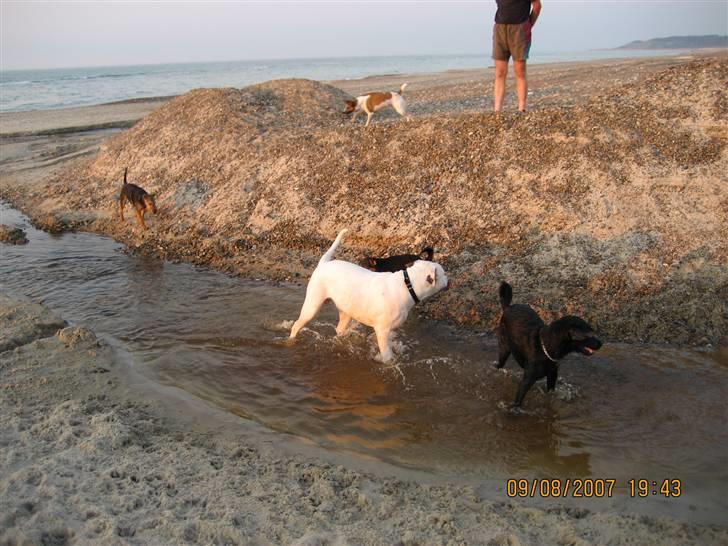 Amerikansk bulldog Cody - elsker altsår bare det der med at soppe billede 16