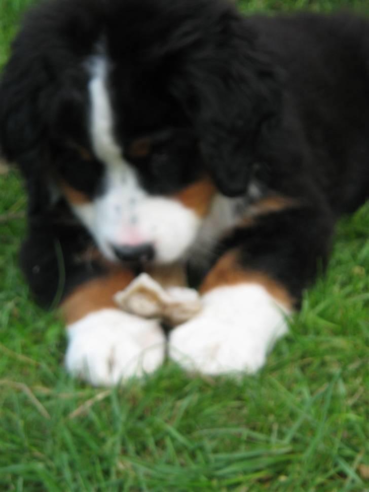 Berner sennenhund Frida R.I.P. billede 15