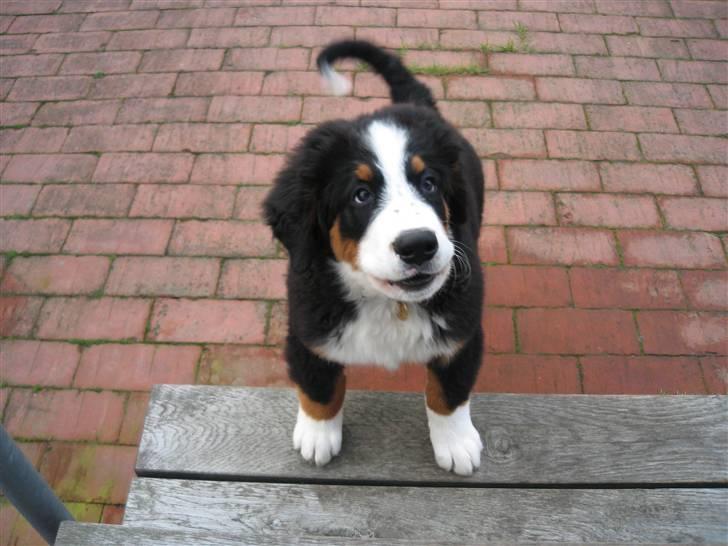 Berner sennenhund Frida R.I.P. billede 16