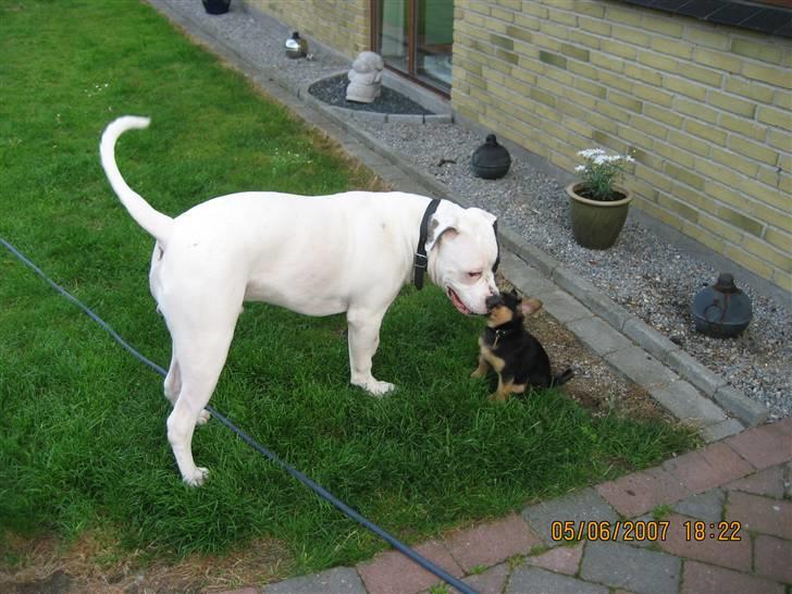 Amerikansk bulldog Cody - jeg leger med chopper mens han er hvalp billede 17