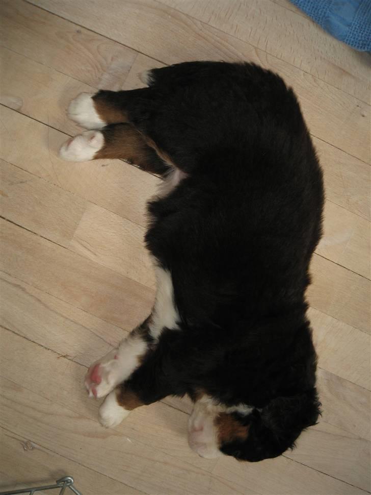 Berner sennenhund Frida R.I.P. billede 17