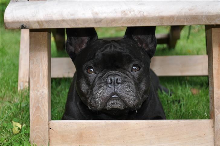 Fransk bulldog *Lulu* *Himmelhund* - Velkommen til min profil, her er jeg juli ´10:)) billede 1