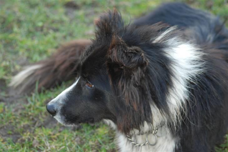 Border collie Bobby (Buffas) billede 7
