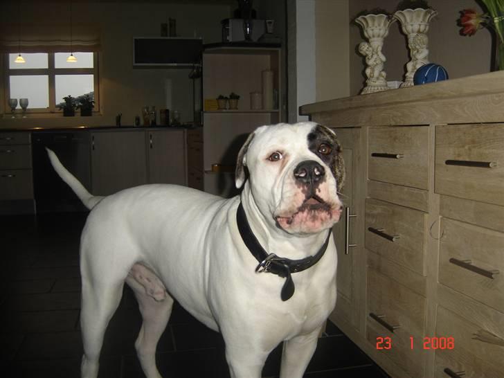 Amerikansk bulldog Cody - ikke flere billeder nu mor !!!! billede 18