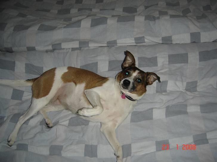 Dansk svensk gaardhund Bibi billede 14