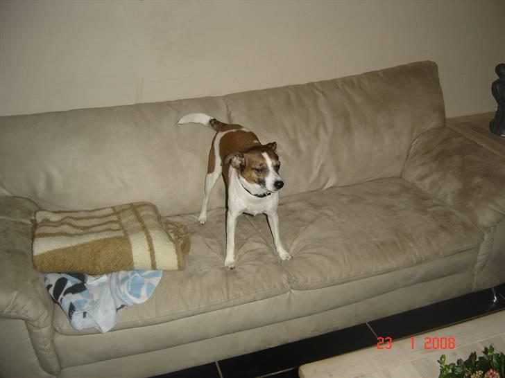 Dansk svensk gaardhund Bibi - det var en god middag´s lur jeg fik. billede 15