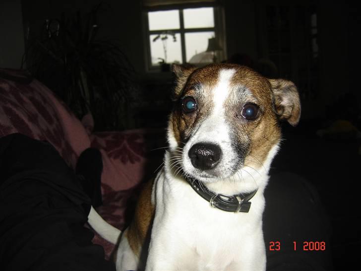 Dansk svensk gaardhund Bibi - Jeg har altsår ikke spist den sidste lakrids billede 16