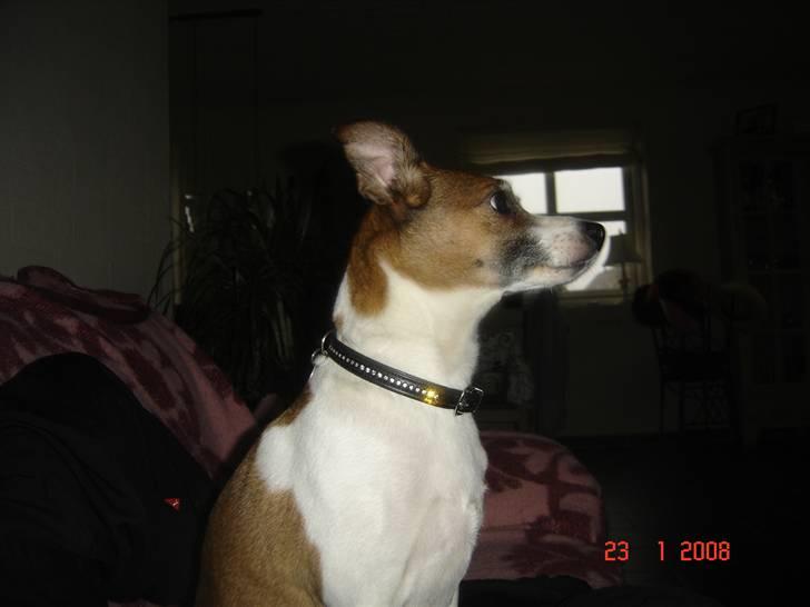 Dansk svensk gaardhund Bibi - den gik den vej det er jeg sikker på.. billede 17