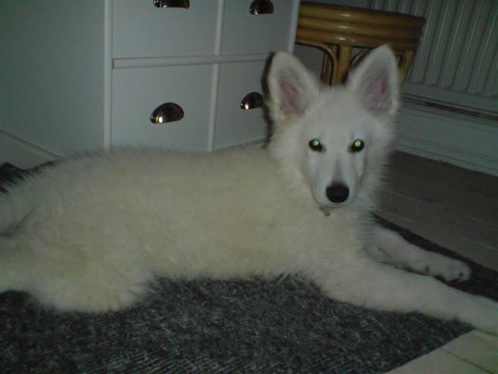 Hvid Schweizisk Hyrdehund Kenzo billede 1