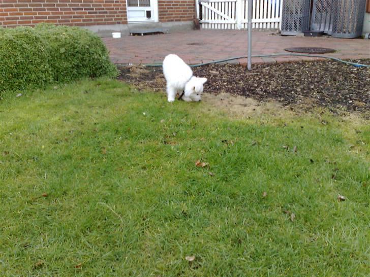 Hvid Schweizisk Hyrdehund Kenzo - 1. dag hos familien på sjælland billede 2