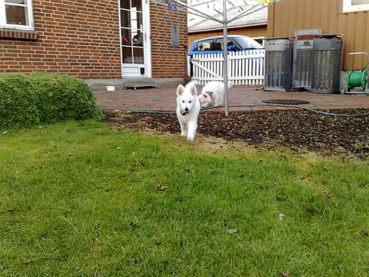 Hvid Schweizisk Hyrdehund Kenzo billede 3